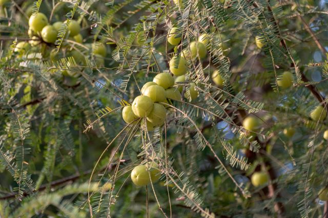 Pale green amla fruit growing on the branch of a Phyllanthus emblica tree.