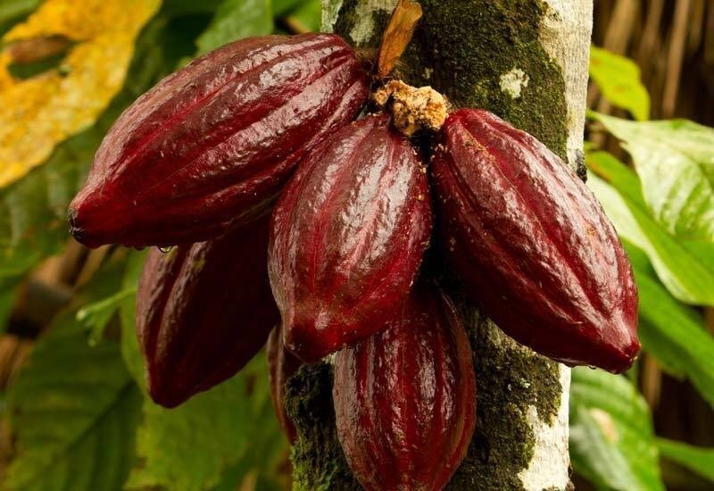 Vibrant red cacao pods hanging from a tree in a lush tropical setting, representing the plant’s natural origins.