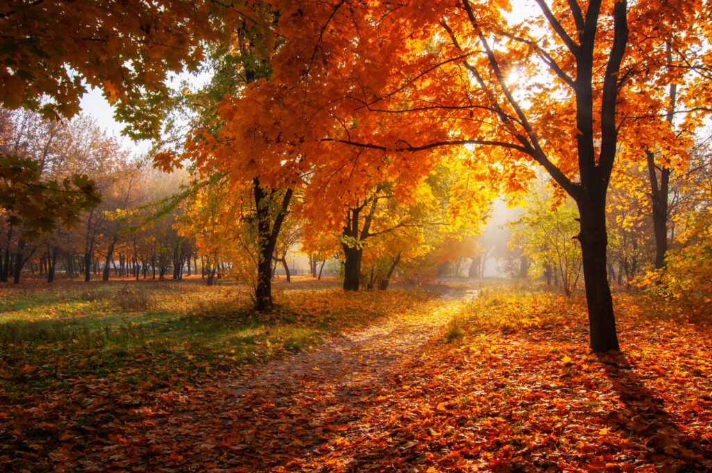 A sunlit path through trees of vibrant fall colors.